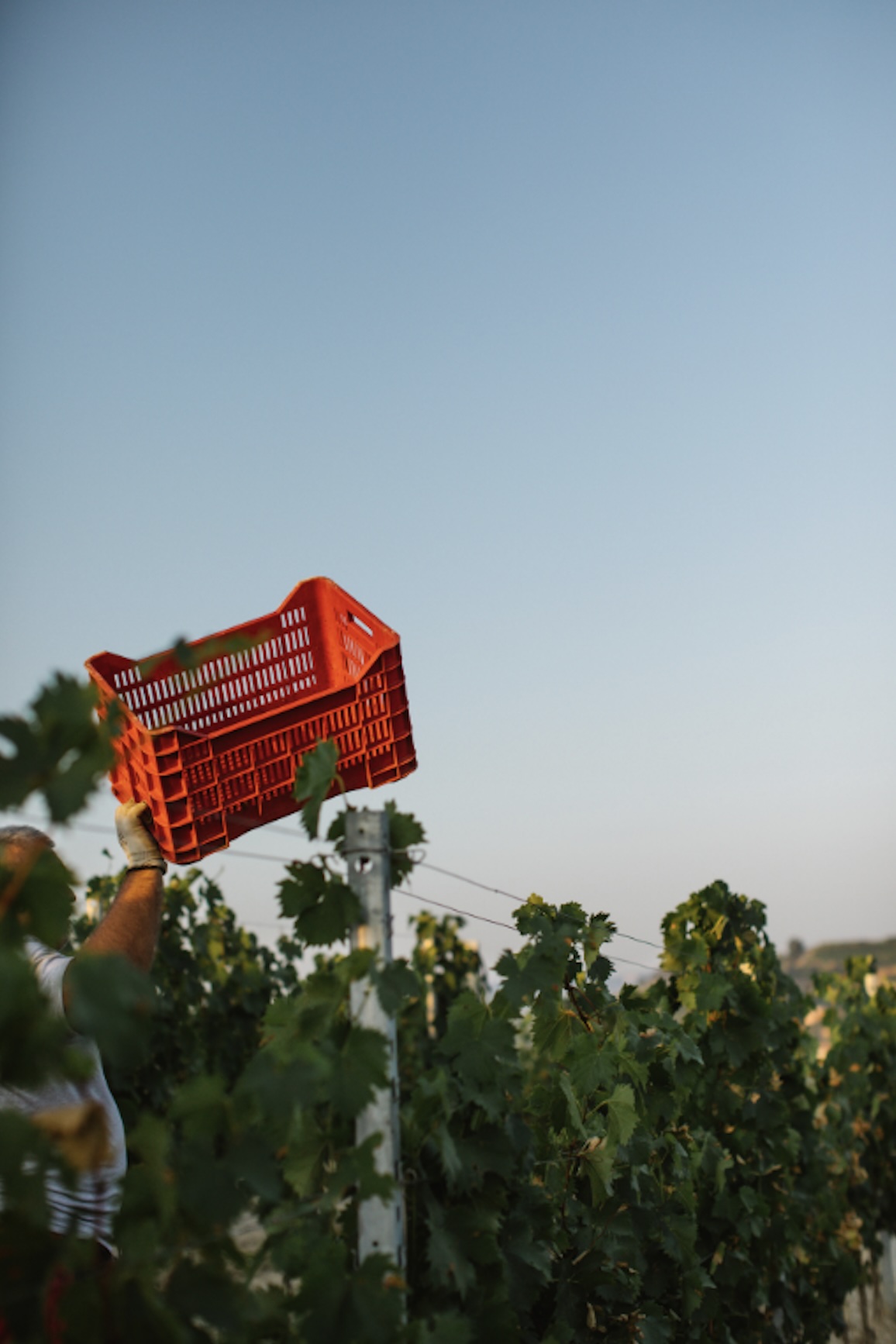 Dettaglio di vendemmia
